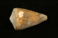 藏品(柳絲芋螺)的圖片